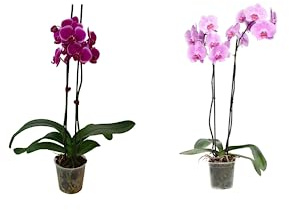 Dos Orquídeas Phalaenopsis Naturales Plantas de Interior de Flores Llamativas