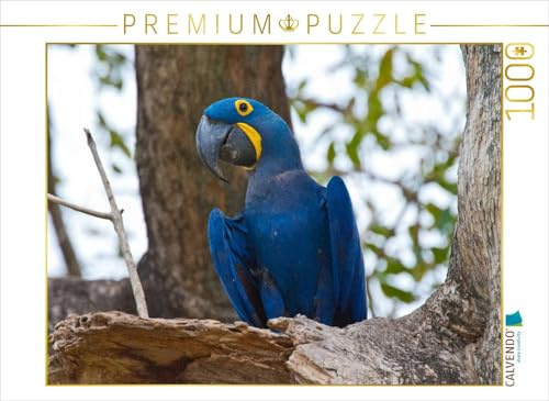 CALVENDO Puzzle Hyazinth-Ara, Anodorhynchus hyacinthinus | 1000 Teile Lege-Größe 64 x 48 cm Foto-Puzzle für glückliche Stunden