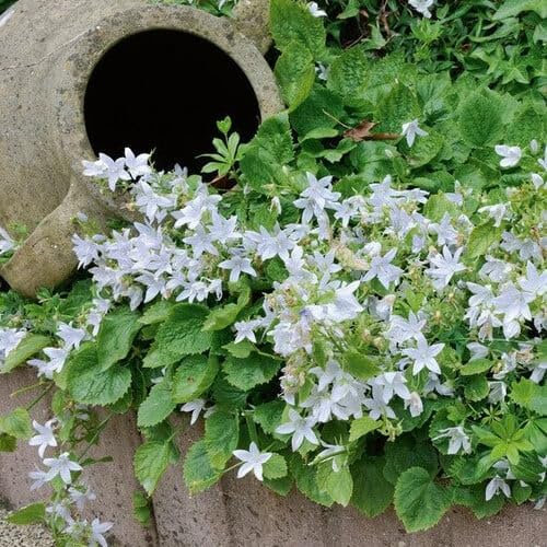 Plant World Seeds - Campanula Poscharskyana VAR. Lanata Seeds (Alpine Plant Seeds)