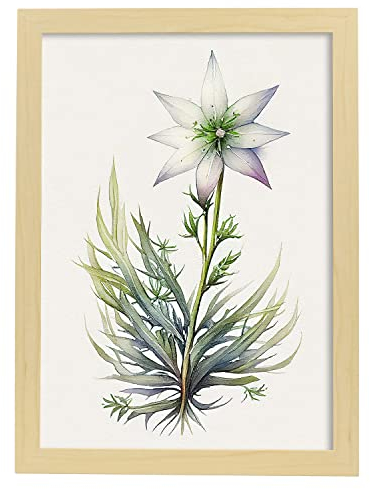 Nacnic Stern von Bethlehem Poster im nordischen Stil. Botanik Illustrationen mit Blumen und Pflanzen im Wasserfarbe. Innenarchitektur und Dekoration. A4 Holzrahmen.
