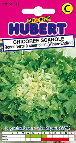 Graines de Chicorée Scarole Ronde Verte à Coeur Plein - 4 grammes