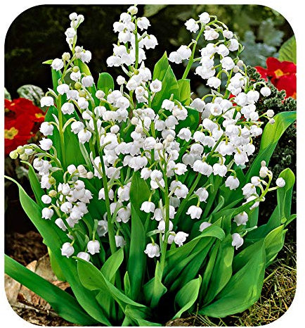 Convallaria Majalis 'Lily of The Valley' Jumbo Planting Pips x 50