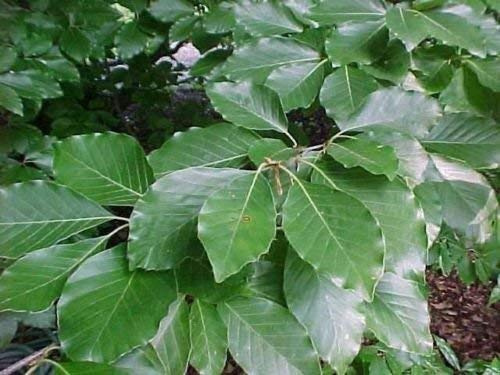 Seeds Faggio Fagus Sylvatica European Seeds!