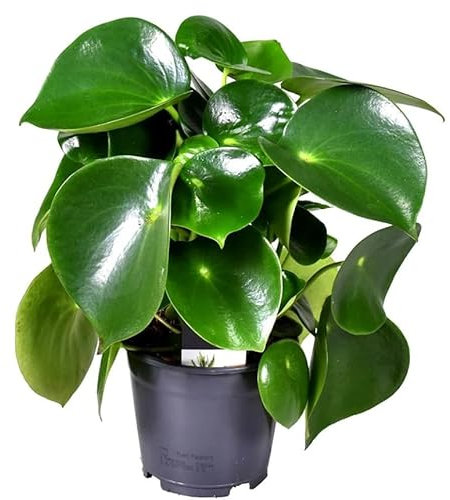 Peperomia Gotas de Jade Natural Planta de Interior Tropical de Cuidado Sencillo
