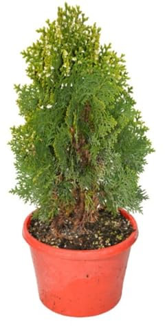 Thuja Planta Arbustiva Natural - DECOALIVE - Árbol Fácil de Mantener