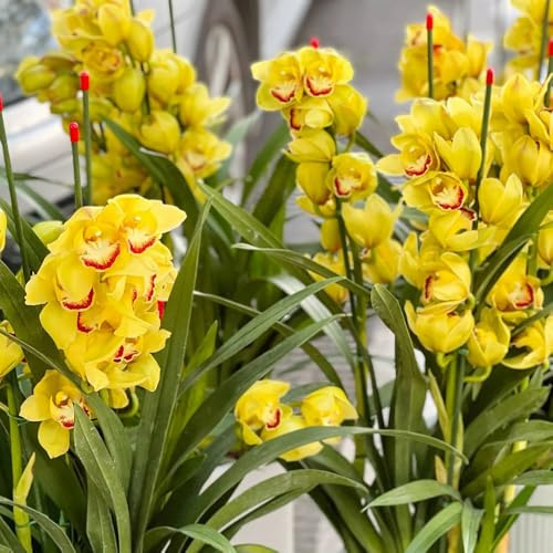 semillas de orquídeas cymbidium - balcón resistentes cubren el suelo 200pcs