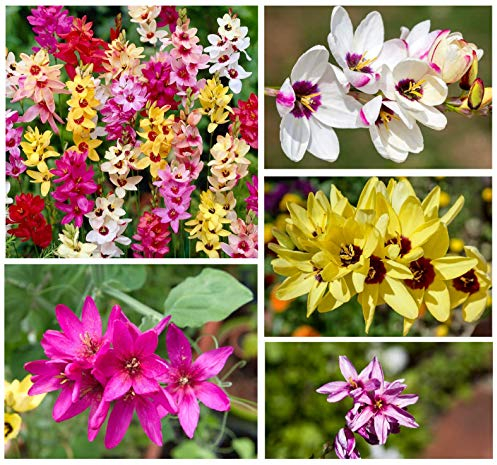 20x Ixia Mixed Bulbs African Corn Lily Mix Multi-Coloured Flowers Beautiful Autumn Planting Garden Perennial Plant Size 5/6