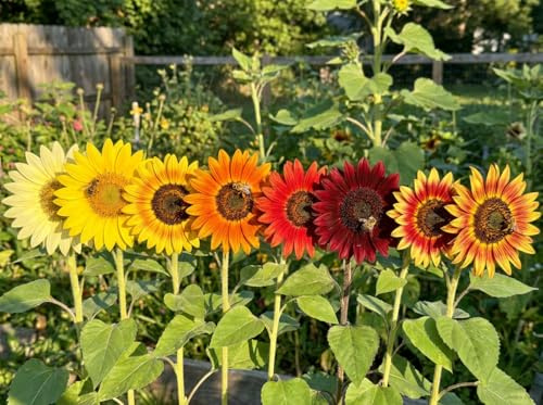 Sonnenblumen Samen im Set: 8 Sorten Sonnen Blumen Saatgut viele Farben: rot gelb orange bronze, lat. Helianthus annuus, Sonnenblumensamen Mix, Mischung bunte gefüllte Blumensamen (2000 Samen)