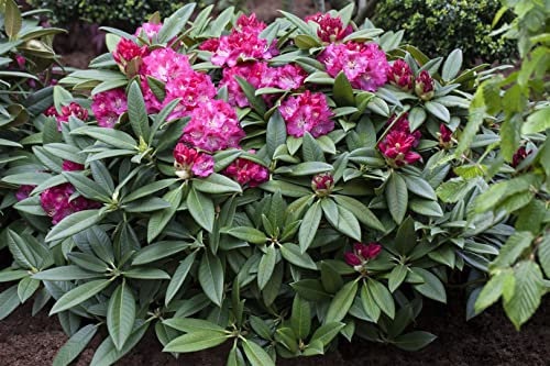 Rhododendron Hybr. 'Berliner Liebe' 60-70 cm - Rhododendron, rosa Blüten, Blütezeit Mai-Juni, ideal für halbschattige Standorte, immergrün, winterhart