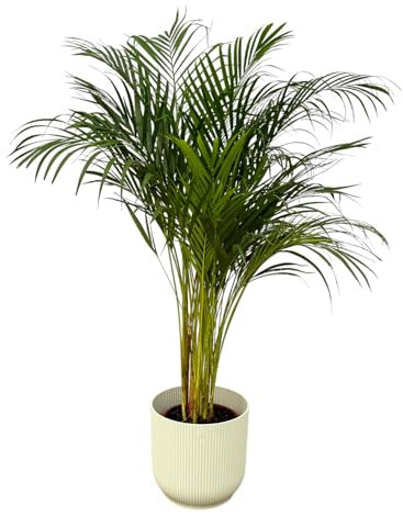 Palma d'Areca inclusa Vibes Fold Round white - 120-130cm - Ø24cm - Pianta d'appartamento - Set completo - Pianta con vaso