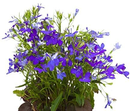 Lobelia Plants, 'Crystal Palace', 80 x Full Plant Pack, Bedding Plants, Lobelias, Blue Lobelia, Garden Flowers, Garden Ready, Premium Quality Flowers
