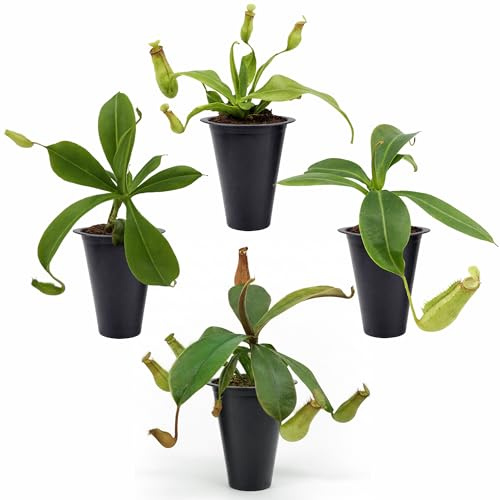 Pitcher Plant Collection (4 Pack) Rare Nephentes Live Carnivorous Plants- Gaya, Miranda, Lady Luck & Alata- Insect Eating Indoor Plants, Exotic Live Pitcher Plants