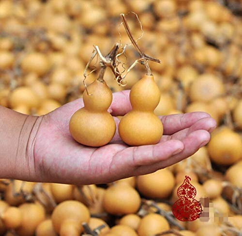 WellieSTR Lot of 20pcs Mine Natural Dry Gourd Bottle Gourd,4-6.5cm Gourds Mini Cute