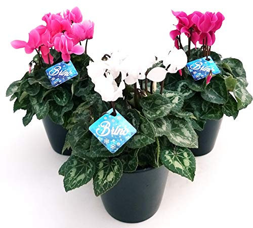 POWERS TO FLOWERS - CICLAMINO TRIS, BIANCO ROSA VIOLA 3 PIANTE, piante vere