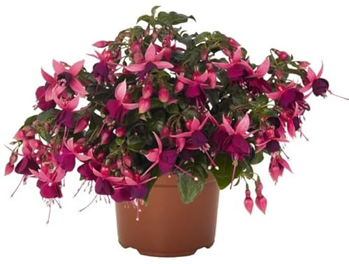 Fuchsia Natural la Planta que Agregará un Aroma Dulce y Fresco a tu Hogar o Jardín