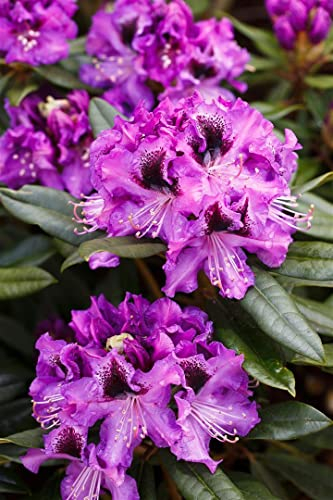Rhododendron Hybr. 'Blaue Jungs' 100-120 cm - Rhododendron, blaue Blüten, Blütezeit Mai-Juni, ideal für Halbschatten, immergrün, winterhart