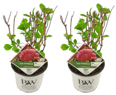 Plant in a Box - Hydrangea arborescens 'Pink Annabelle' - Hortensia - 2 pièces - Plante de jardin - Rose - Dimensions du pot 19 cm - Hauteur 40-50 cm