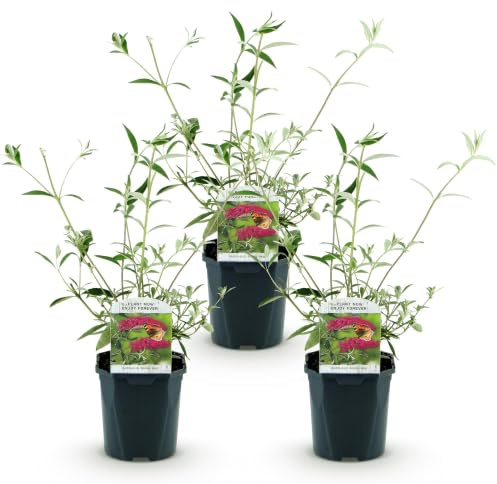Buddleja Davidii Royal Red, Arbusto delle Farfalle, Rosso, Set da 3