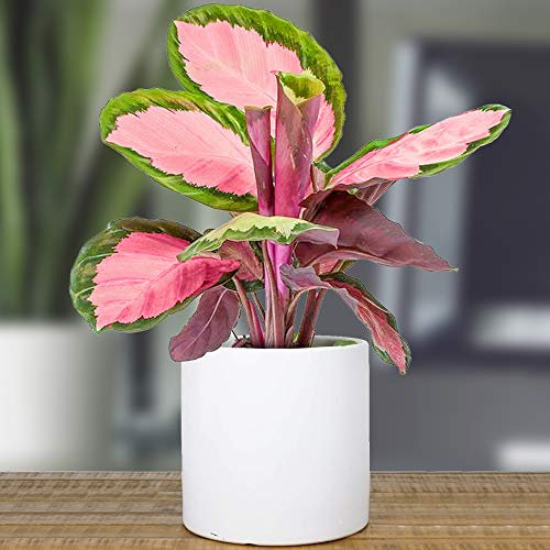 1 x Calathea Roseopicta Rosy | 30-40cm Rose Painted Indoor Potted Plant | for Home or Office