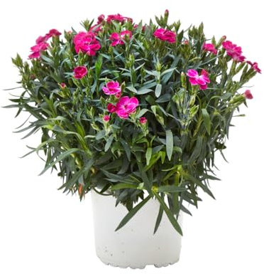 Verdecora Clavel en maceta Ø13cm | Dianthus spp. | Planta Natural de Exterior | Flores Coloridas y Aromáticas | Ideal para Jardinería y Decoración | Color variado
