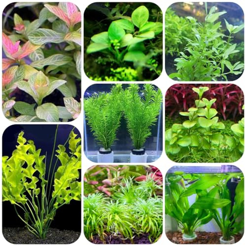 semillas para acuáticas, acuario cobertura suelo semillas orgánicas de acuario estanque interior purificadoras aire regalos inusuales 600pcs