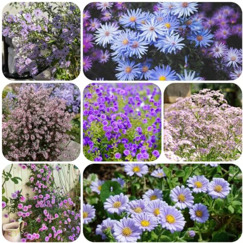 áster silvestres exótico fácil de cuidar otoño en ricamente 200semillas