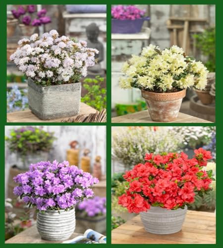 6 Mixed Dwarf Rhododendrons Evergreen Garden Shrubs Colourful 2ltr Pots
