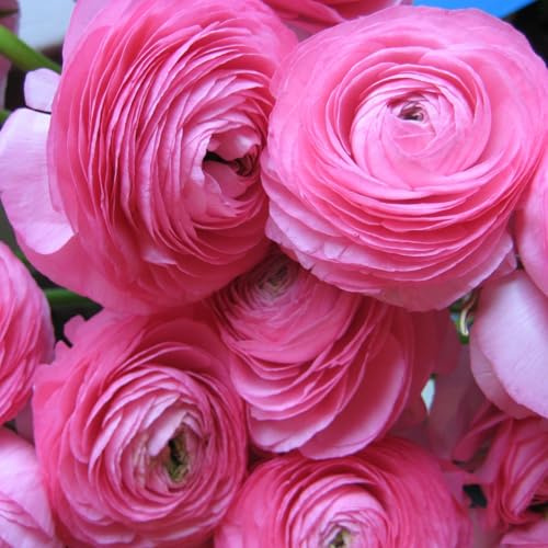 Bulbos de Ranúnculos Perennes, Bulbos de Hortensias Excepcionales y Hermosos a Granel, Plantación Profesional para Impresionantes Exhibiciones en el Jardín-5 bulbs