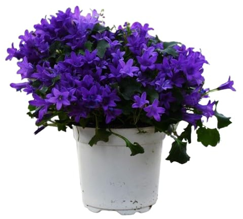Campanilla Natural Planta Resistente y Exótica para el Jardín
