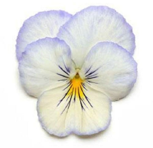 15 Semi Viola del pensiero raffreddano Saluto gelo Trailing Viola del pensiero (APPENDE PANSY)