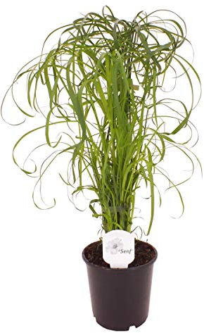 Zyperngras Cyperus Wasserpalme 60 cm +/- – Dekorative Zimmerpflanze für Feuchtgebiete, Luftreiniger & Wassergarten, Pflegeleicht, Robuste Gräser für Innen- und Außenbereich