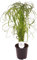 Zyperngras Cyperus Wasserpalme 60 cm +/- – Dekorative Zimmerpflanze für Feuchtgebiete, Luftreiniger & Wassergarten, Pflegeleicht, Robuste Gräser für Innen- und Außenbereich