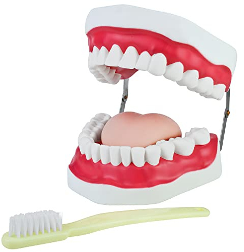 Modèle de Dentaire Dentier Mâchoire Soins Dentaires Brosse à Dents MedMod