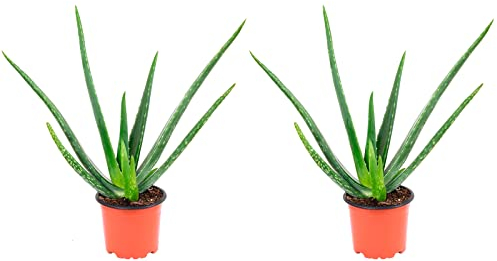 2er-Set Echte Aloe - pflegeleichte Zimmerpflanze, Aloe vera - Höhe ca. 40 cm, Topf-Ø 12 cm