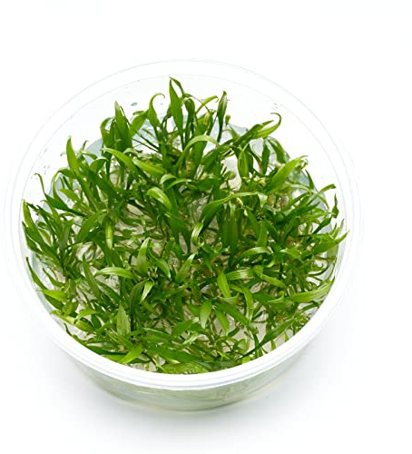Cryptocoryne parva - Kleiner Wasserkelch in vitro XL - 8,5cm Bechergröße - Vordergrund Wasserpflanzen für Aquarien