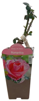 Rosal Rosa de Flores Vivas Planta Ornamental Ideal para el Hogar