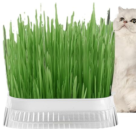 Katzengras Pflanzgefäß, Katzengras Pflanzgefäß, Katzengras Pflanzgefäß | Haustiergras Pflanzgefäß Katzenminze Indoor Katzengras Pflanzgefäß Gras Pflanzgefäß Katze Weizengras Pflanzgefäß Katze