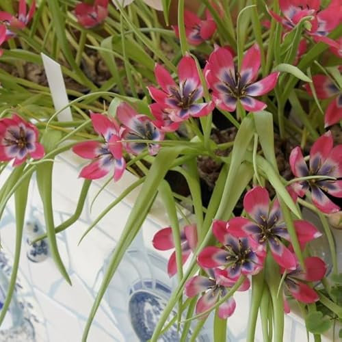 Natural Bulbs – Tulipa Little Beauty 50 ST - BIO - Blumenzwiebeln winterhart mehrjährig aus Holland – Perfekt für Bienen - Tulpenzwiebeln - Frühblüher Frühlingsblumen