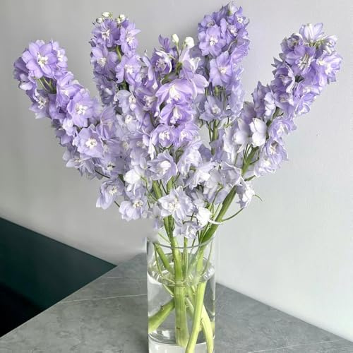 Rittersporn, winterfeste für balkon steingartenpflanzen blumenwiese stauden winterhart mehrjährig 120Samen