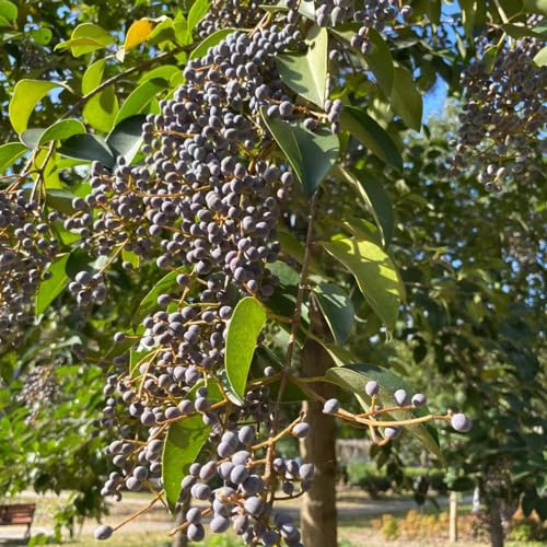 Semillas de aligustre - de balcón jardín exótico semillas orgánicas variedades antiguas verdes extraño hoja resistentes 300pcs