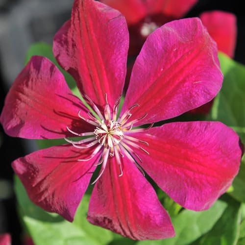 Clematis 'Westerplatte' - Rare Red-Flowering Hardy Shrub for Containers and Trellises – 2X 3 Litre Potted Plant by Thompson & Morgan