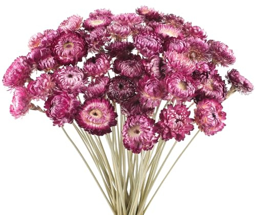 Getrocknete Blume 50PCS Daisy Bouquet 100% Natürliche Chrysantheme Trockene Blume für Vase Home Decor Party DIY Arrangement Weizen Stroh Bulk (Lila)