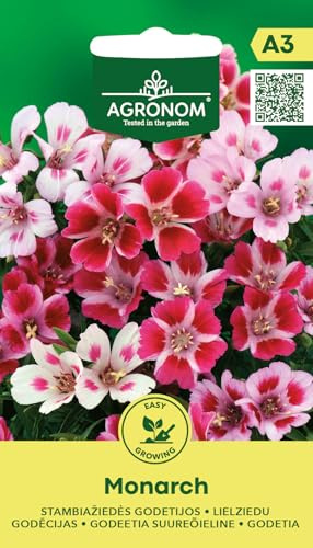 AGRONOM | Godetie - MONARCH samen | Blumensamen | Pflanze samen | Einjährige Azaleenfeldblumen, Wachsen 30 cm hoch | Wächst und blüht am besten in voller Sonne | Gartensamen | 1 Pack