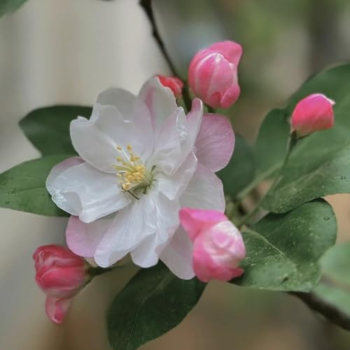 begonien, malus spectabilis, herbst deko, steingartenpflanzen winterhart, schattenpflanzen deko balkon 55samen