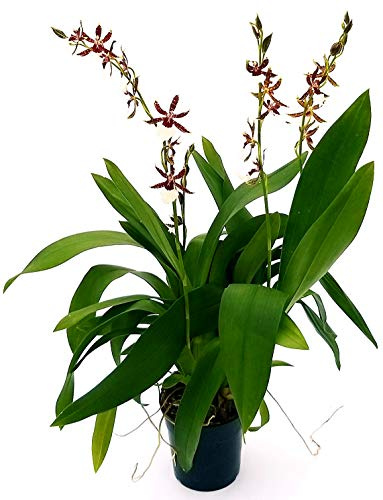 POWERS TO FLOWERS - ORCHIDEA ODONTOIA SAMURAI, CAMBRIA, pianta vera