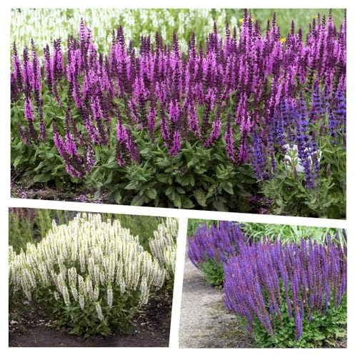 Stauden Gänge 3 x Salvia Kollektion Steppensalbei im Mix winterhart | Winterharte Staude für Sonne, Blüte Juni bis September, mehrjährig, 1 L Topf (11x11 cm)