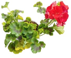 Geranio Natural con Flores Rojas DECOALIVE – Planta Viva para Terraza, Balcón o Interior Luminoso