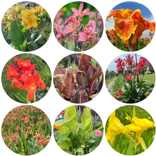 5bulbi di canna resistenti, aconito invernale, perenne resistente canna tuberi esotiche, giardino aconito invernale, balcone