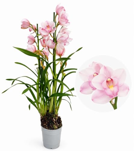 POWERS TO FLOWERS - CYMBIDIUM ROSA CHIARO 3/4 STELI, pianta vera