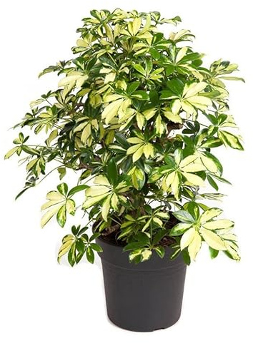 Schefflera Arboricola PREMIUM Color Variegata Árbol de Interior